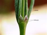 Stipules
